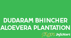 Dudaram Bhincher Aloevera Plantation