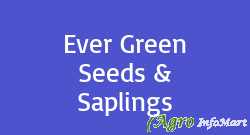 Ever Green Seeds & Saplings