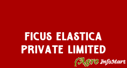 Ficus Elastica Private Limited