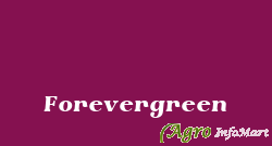 Forevergreen