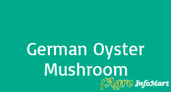 German Oyster Mushroom