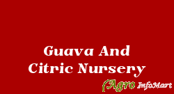 Guava And Citric Nursery