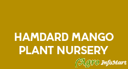 Hamdard Mango Plant Nursery
