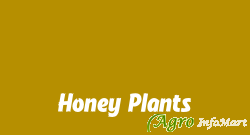 Honey Plants