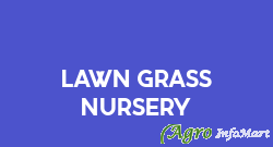 Lawn Grass Nursery
