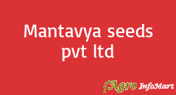 Mantavya seeds pvt ltd  gandhinagar india