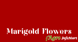 Marigold Flowers hyderabad india