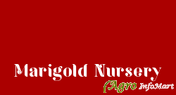 Marigold Nursery