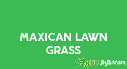 Maxican Lawn Grass