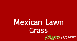 Mexican Lawn Grass