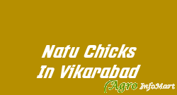 Natu Chicks In Vikarabad hyderabad india