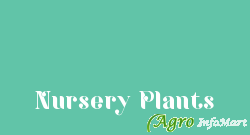 Nursery Plants