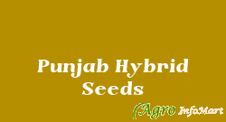 Punjab Hybrid Seeds jaunpur india