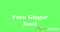 Pure Ginger Seed hyderabad india