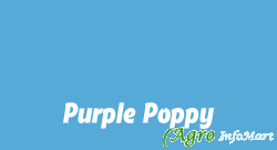 Purple Poppy jaipur india