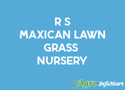 R S Maxican Lawn Grass & Nursery bangalore india