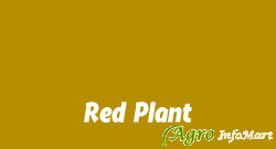 Red Plant pune india