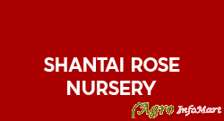 Shantai Rose Nursery