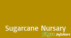 Sugarcane Nursary