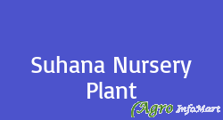 Suhana Nursery Plant
