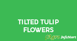 Tilted Tulip Flowers