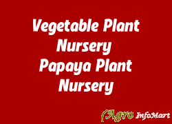 Vegetable Plant Nursery & Papaya Plant Nursery