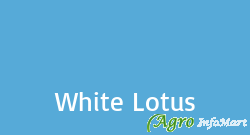 White Lotus jaipur india