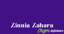 Zinnia Zahara