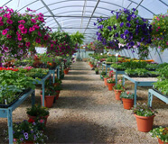 nursery plants