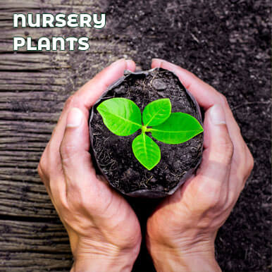 nursery plants Manufacturers
