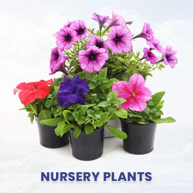 Wholesale nursery plants Suppliers