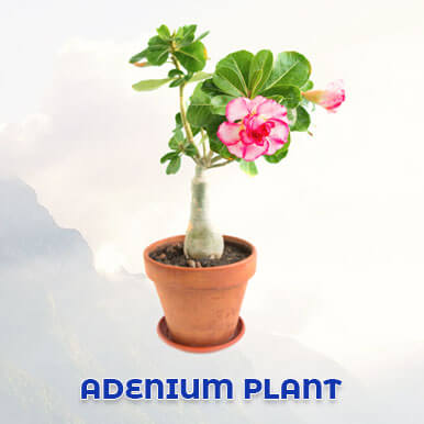 Wholesale adenium plant Suppliers