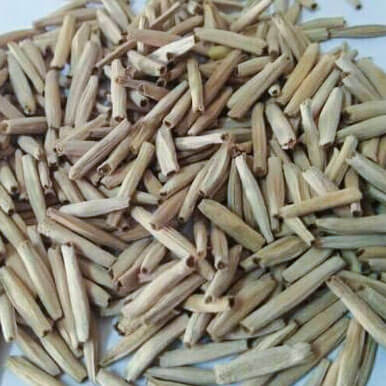 adenium seeds Manufacturers