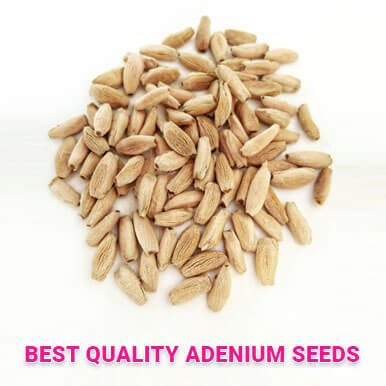 Wholesale adenium seeds Suppliers
