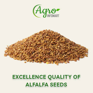 alfalfa seeds Manufacturers