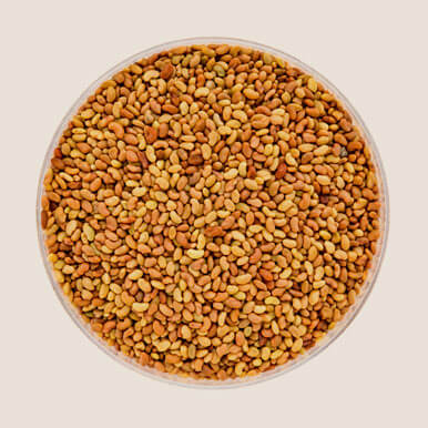 Wholesale alfalfa seeds Suppliers