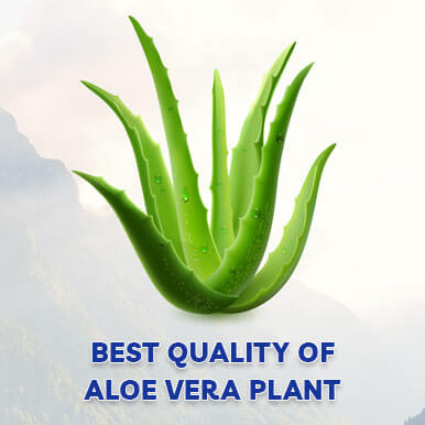 Wholesale aloe vera plant Suppliers