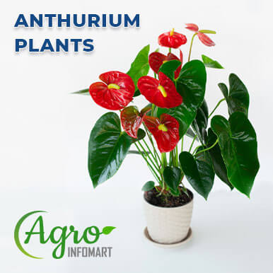 anthurium plants Manufacturers