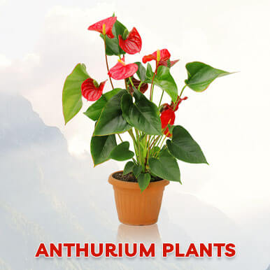 Wholesale anthurium plants Suppliers