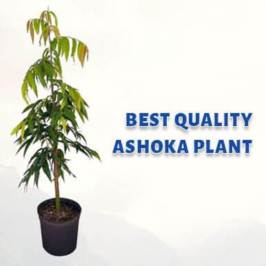 ashoka plant Manufacturers