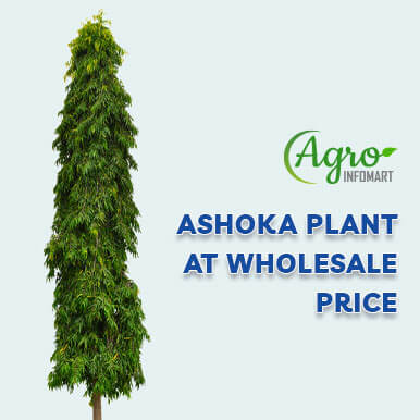 Wholesale ashoka plant Suppliers