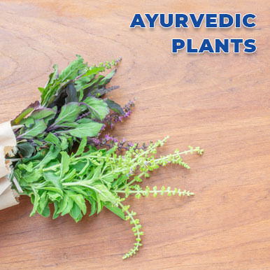 ayurvedic plants Manufacturers