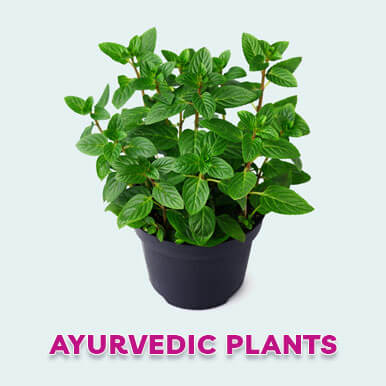 Wholesale ayurvedic plants Suppliers