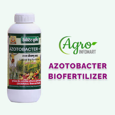 Wholesale azotobacter biofertilizer Suppliers