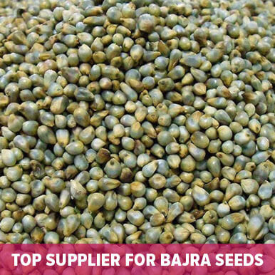 bajra seeds Manufacturers