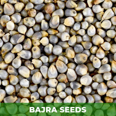 Wholesale bajra seeds Suppliers