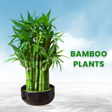bamboo plants Manufacturers