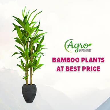 Wholesale bamboo plants Suppliers