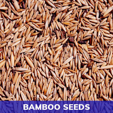 bamboo seeds Manufacturers