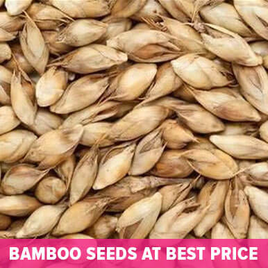 Wholesale bamboo seeds Suppliers